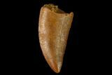 Serrated, Raptor Tooth - Real Dinosaur Tooth #152461-1
